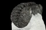 Adrisiops Weugi Trilobite - Recently Described Phacopid #115223-4